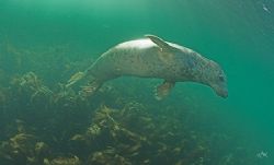 Grey Seal dancing in the sunlight.
Farne isles England
... by Mike Clark 